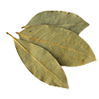 Lauro lapai (vnt)